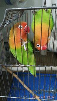 就喜欢刺激表情包鹦鹉